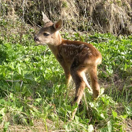 Bergalga Hotel Am Bach