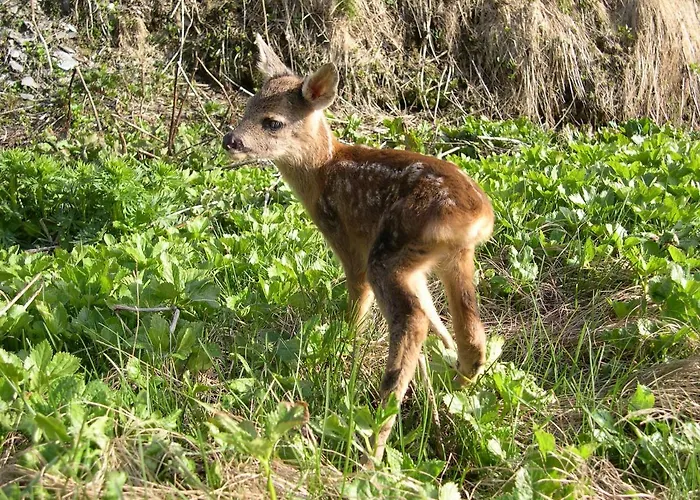 Bergalga Otel Am Bach