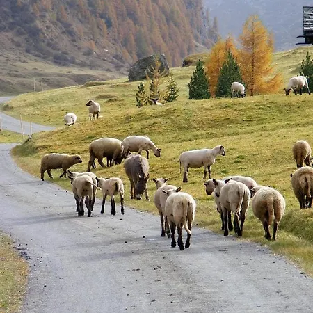Bergalga